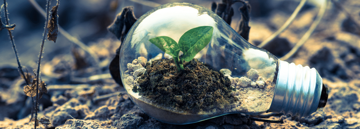 Ampoule avec une plante qui pousse à l'intérieur