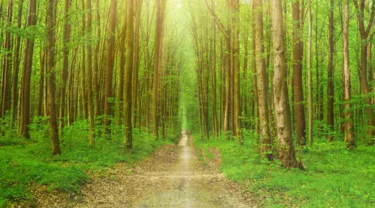arbres