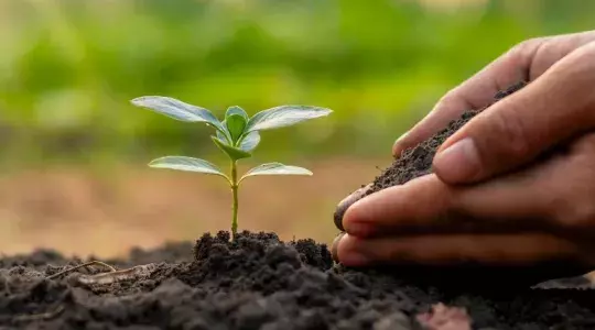 plantation d'un arbre